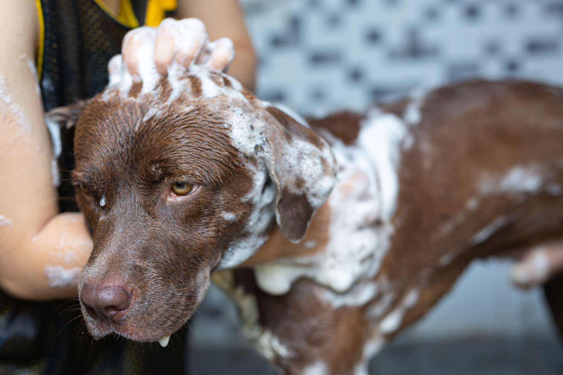 お風呂嫌いな犬の為に 桶から始めるシャンプー仕方3ステップ ミニチュアシュナウザーroyの愛犬生活blog