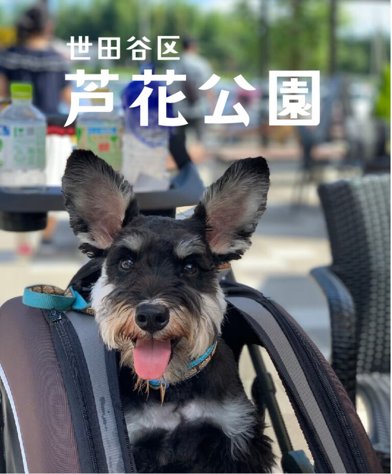 世田谷区芦花公園のドッグランと愛犬と楽しめる周辺カフェ情報 ミニチュアシュナウザーroyの愛犬生活blog
